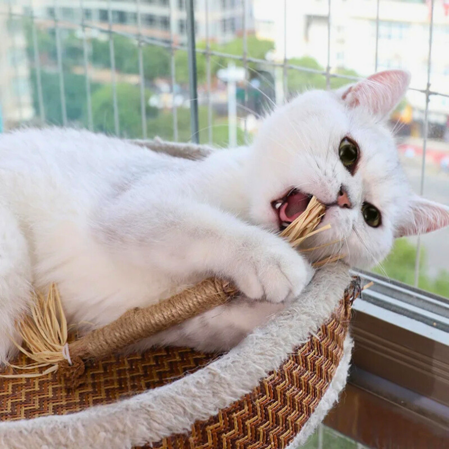 NylaTails® Silvervine Dental Sticks (Copy)