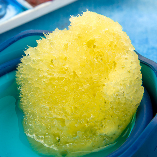 Natural Sea Sponge™