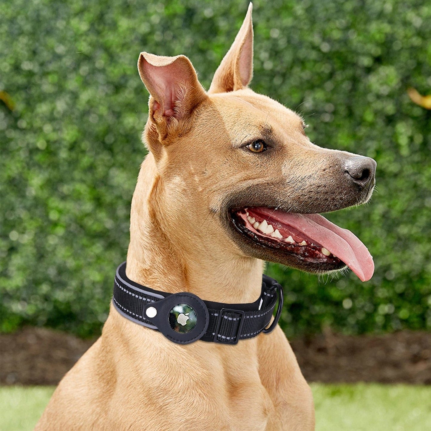 Airtag Dog Collar Non VIP Offer