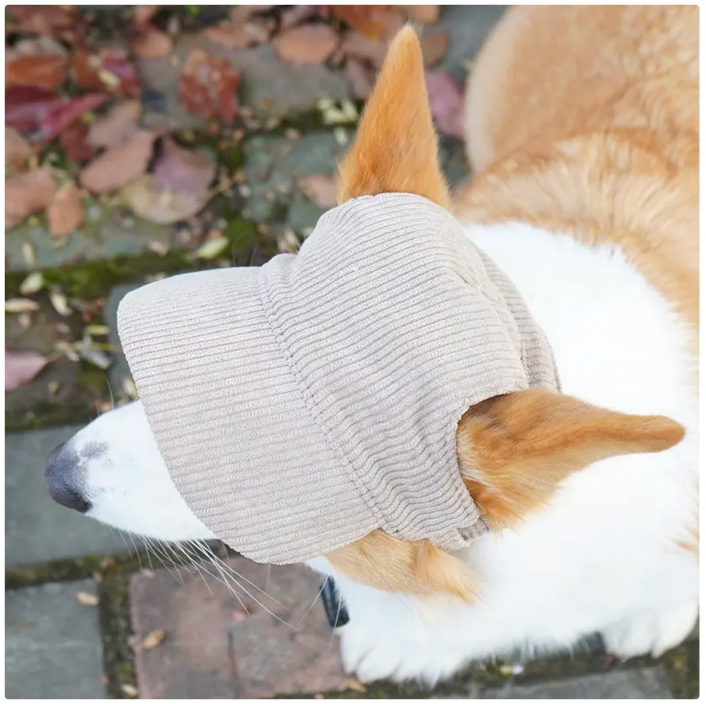 Dog Sun Hat with Ear Holes - UV Protection Cap for Small to Medium Breeds