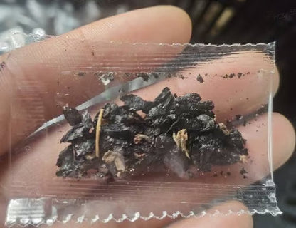 VerdantEase™ Seeds — Watch Your Darkest Corners Burst into Lush, Colorful Life with Zero Hassle