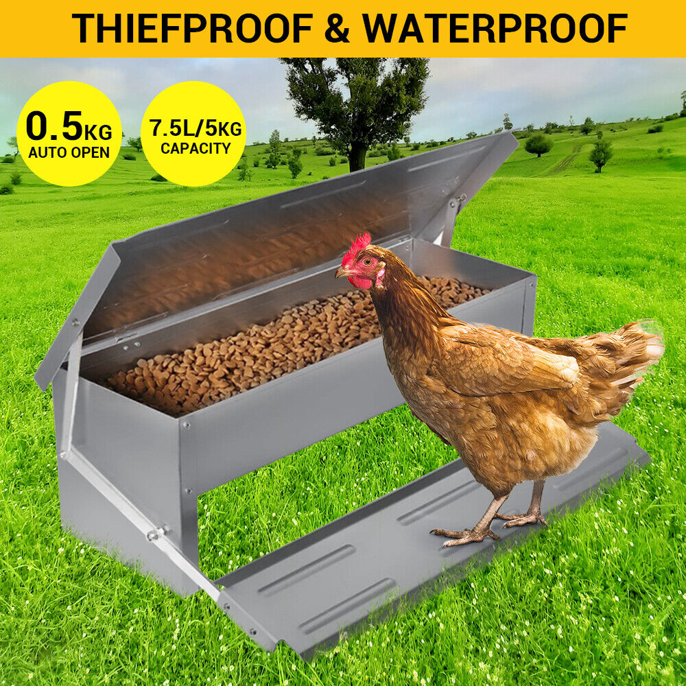 Heavy Large 5Kg Treadle Automatic Farm Poultry Feeder Kit