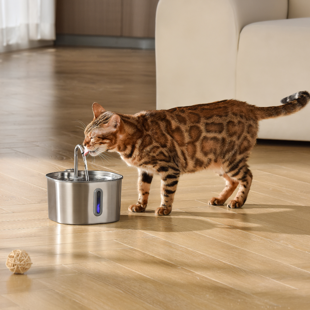 KittySpout™ - 2,2-Liter-Trinkbrunnen-Set für 2 Monate