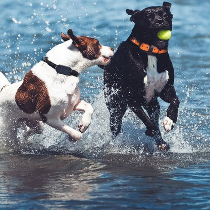 Vandtæt Hundetræningshalsbånd med Fjernbetjening og Justerbar Styrke