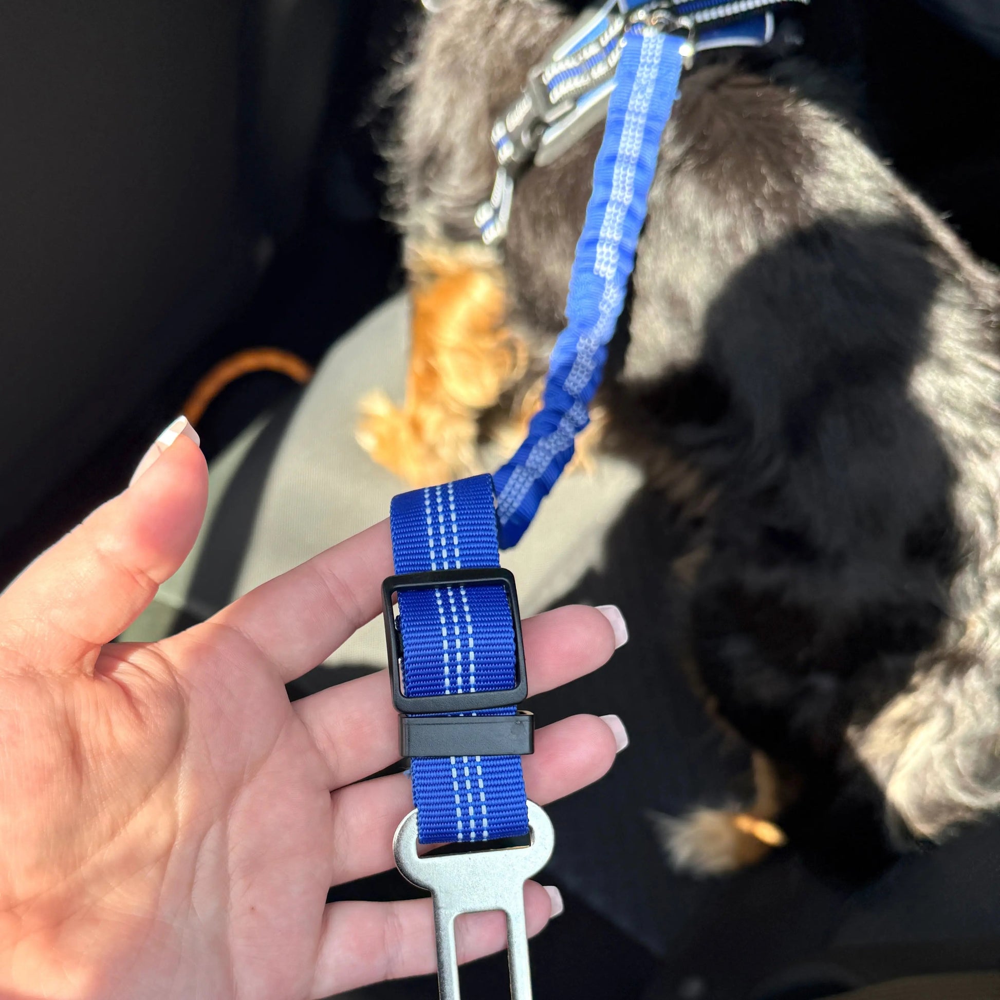 Pet Seat Belt Leash stemningsbillede