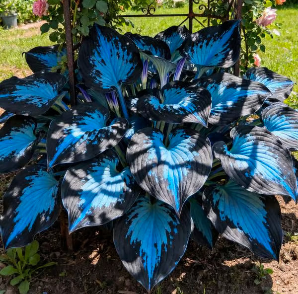 VerdantEase™ Seeds — Watch Your Darkest Corners Burst into Lush, Colorful Life with Zero Hassle