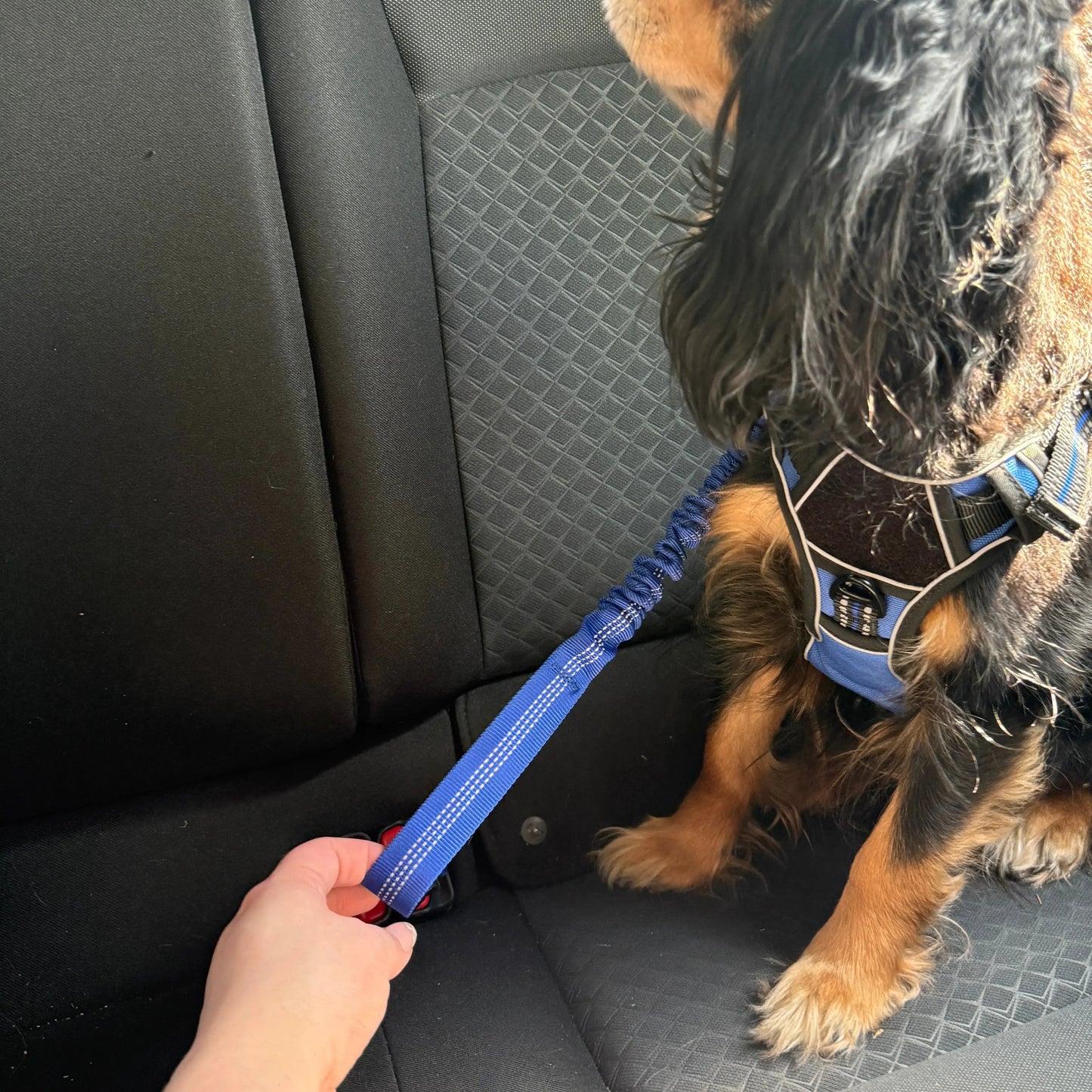 Pet Seat Belt Leash billede 14
