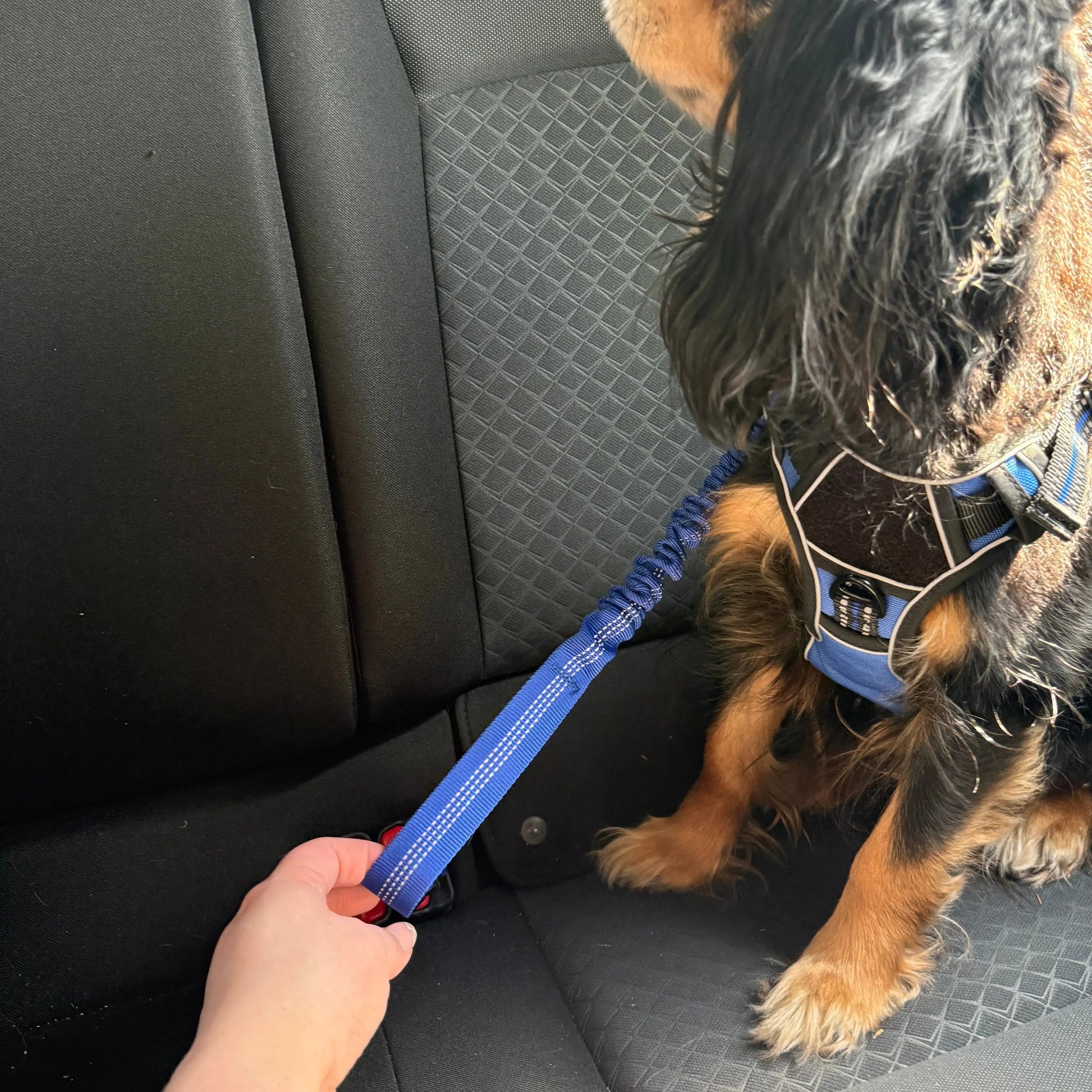 Pet Seat Belt Leash billede 14