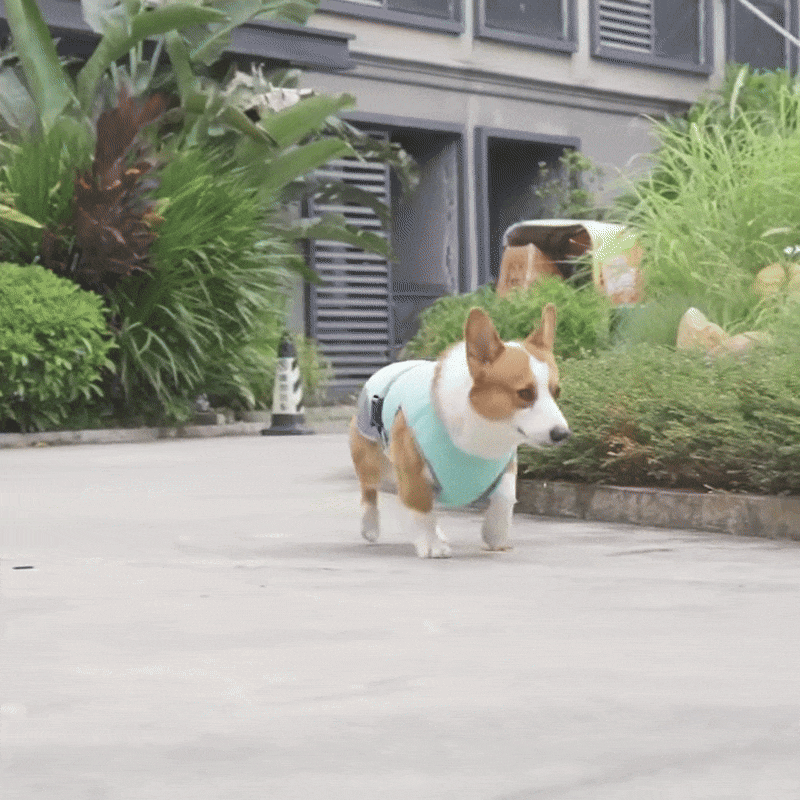 Quick-Dry Cooling Dog Vest | Reflective, Lightweight & Safe for Outdoor Use