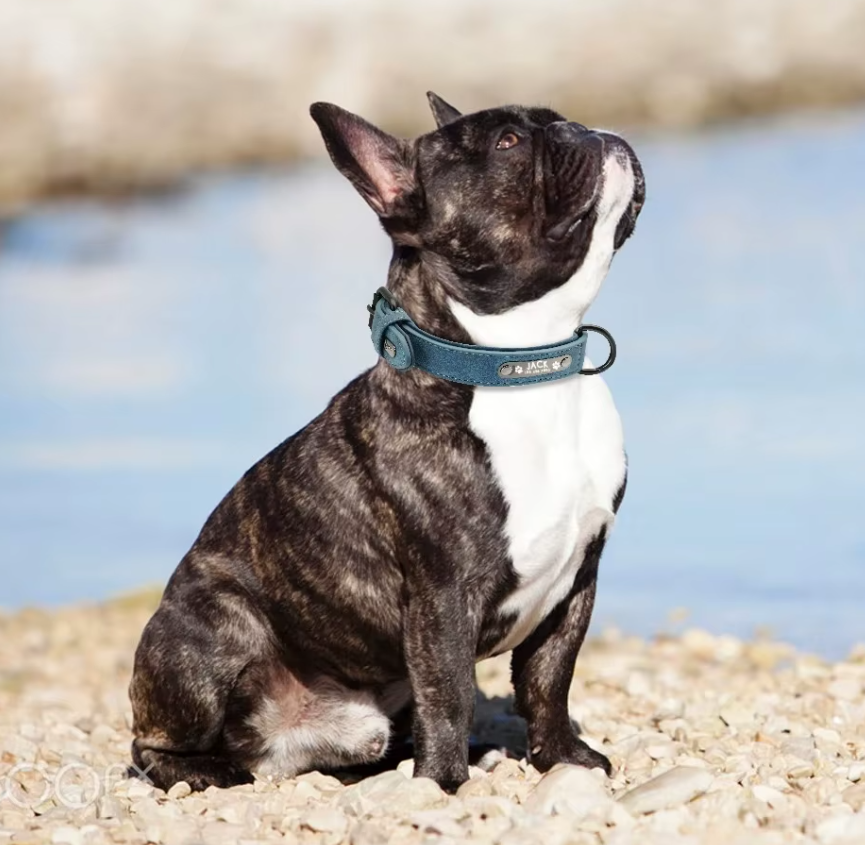 Personalized Leather Dog Collar with Free Engraving