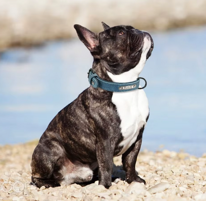 Personalized Leather Dog Collar with Free Engraving