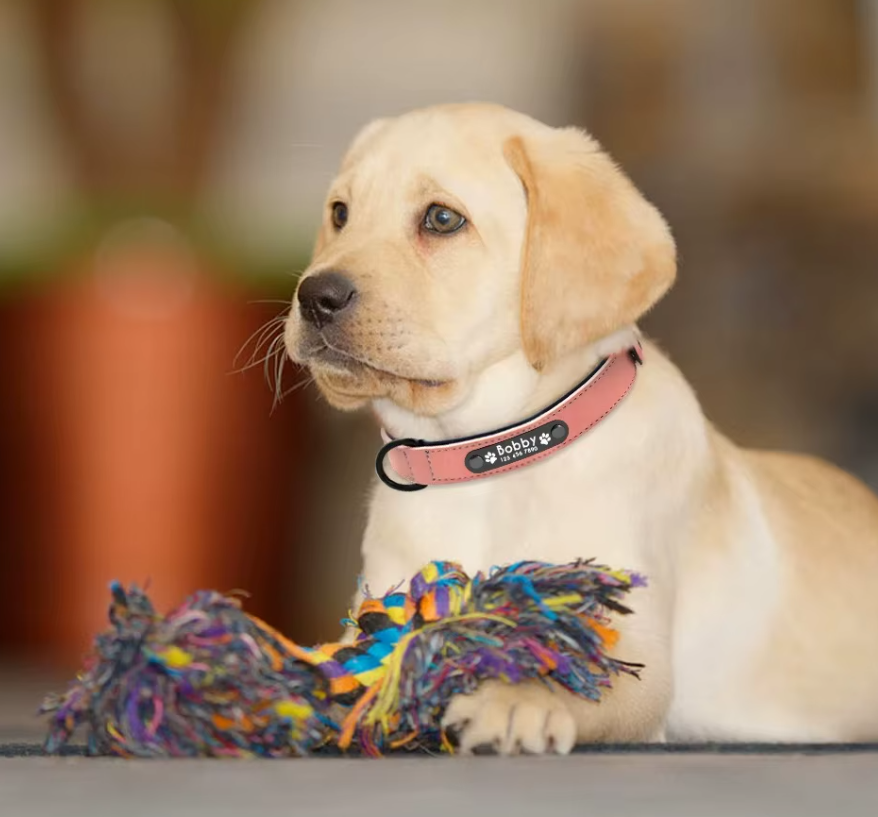 Personalized Leather Dog Collar with Free Engraving