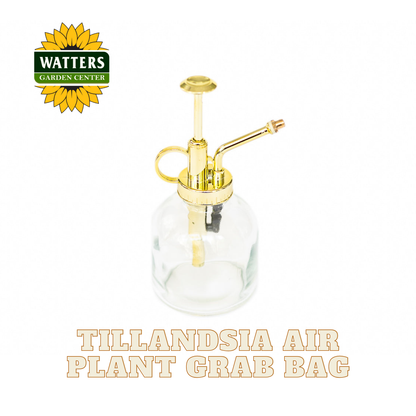 Tillandsia Air Plant Grab Bag of 10 Small & Medium Plants, Fertilizer & Air Plant Mister Set