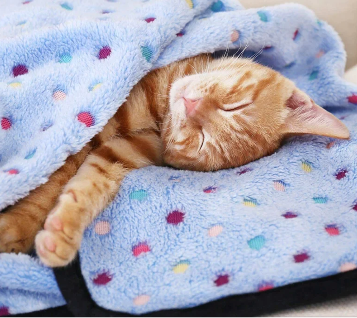 polka-dot blanket - pet blanket