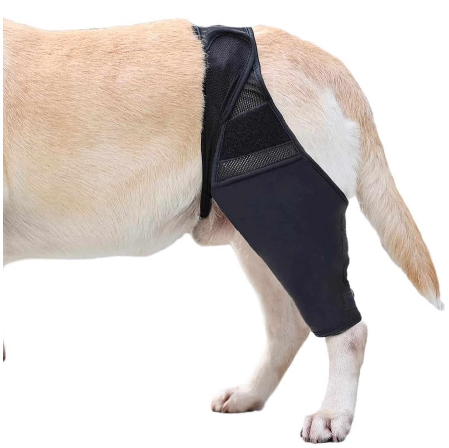 Dog Rear Leg Brace - Supportive Thigh Protector for ACL Injury & Arthritis Recovery