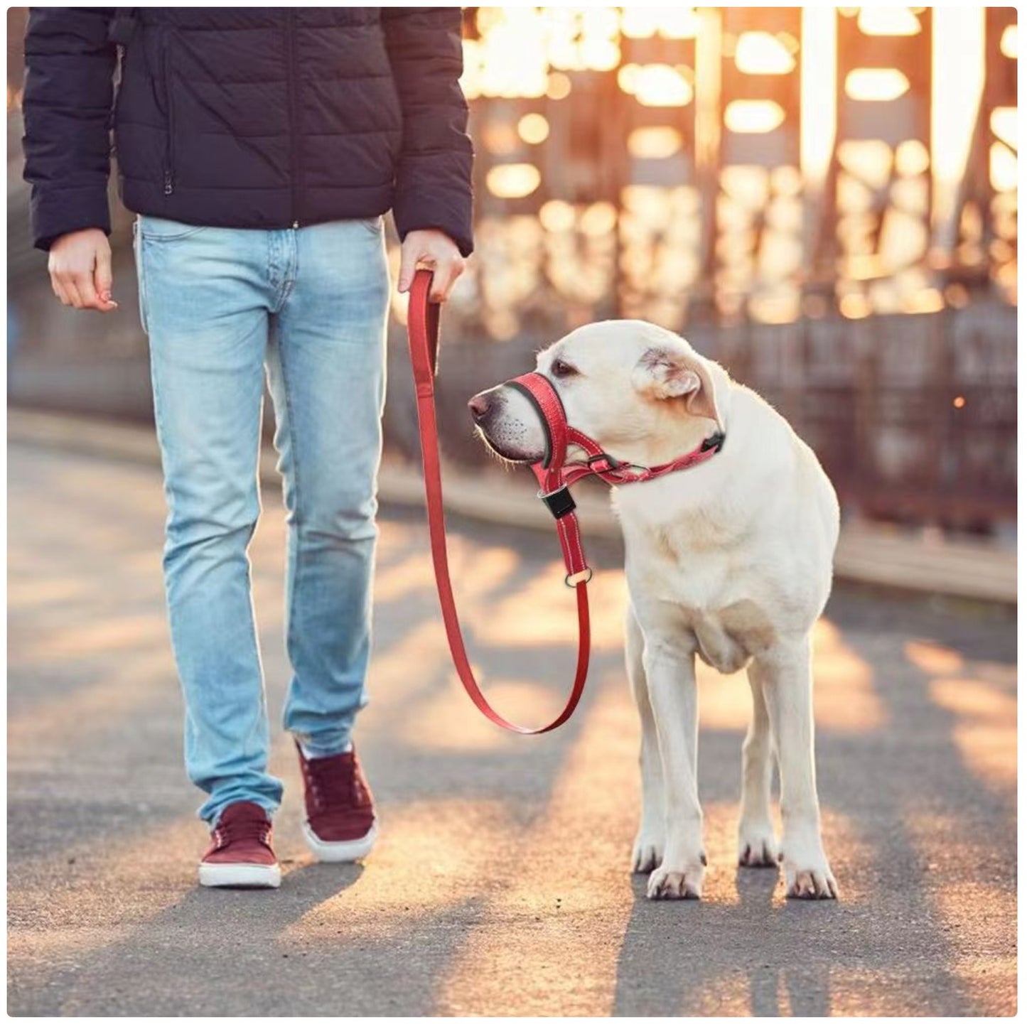 Reflective Dog Headcollar & Harness - No-Pull Training Collar for Small to Large Dogs