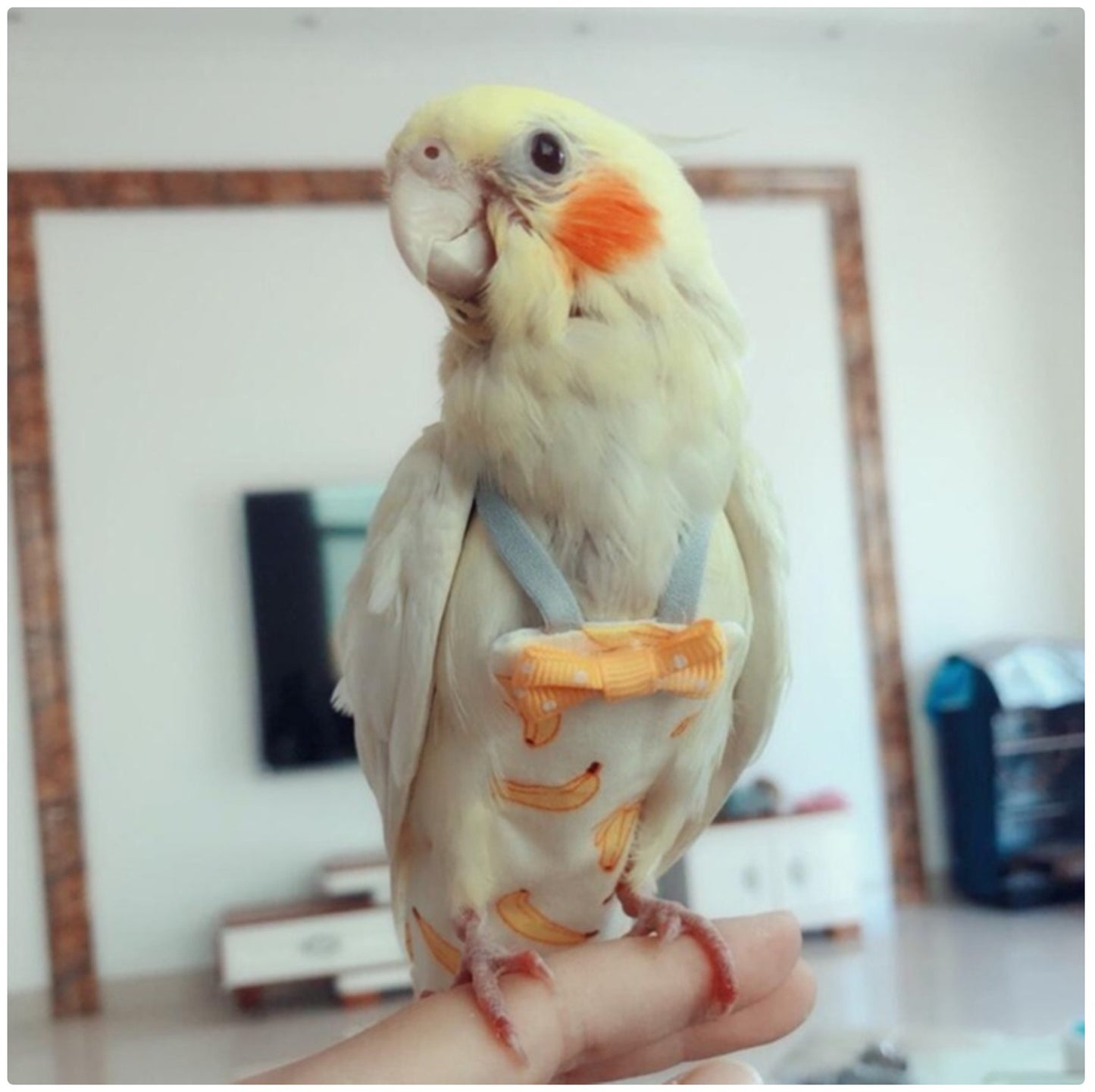 Bird Diaper Flight Suit - Reusable Waterproof Bird Clothing for Parrots & Small Birds