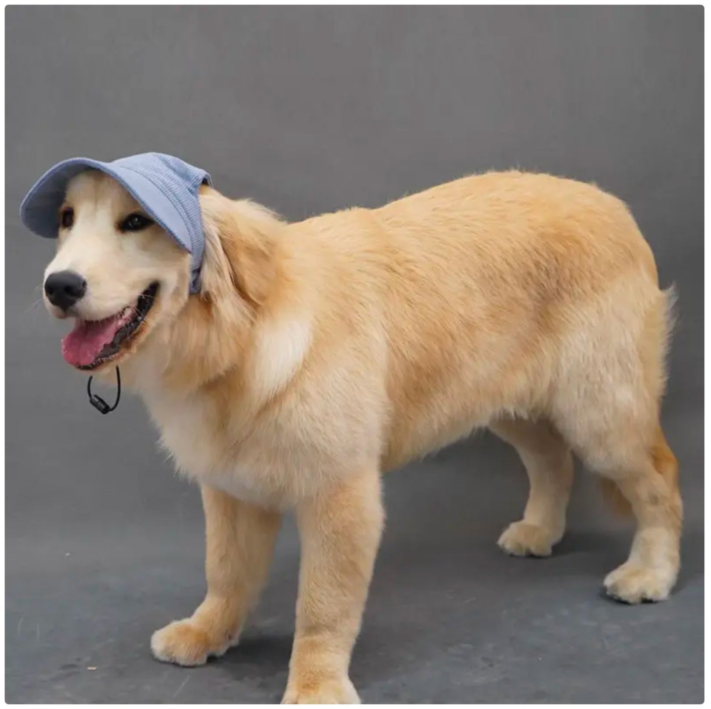 Dog Sun Hat with Ear Holes - UV Protection Cap for Small to Medium Breeds