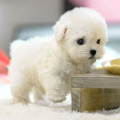 Robot Hond Speelgoed Interactief | Loopt Blaft Kwispelt | 3+ Jaar