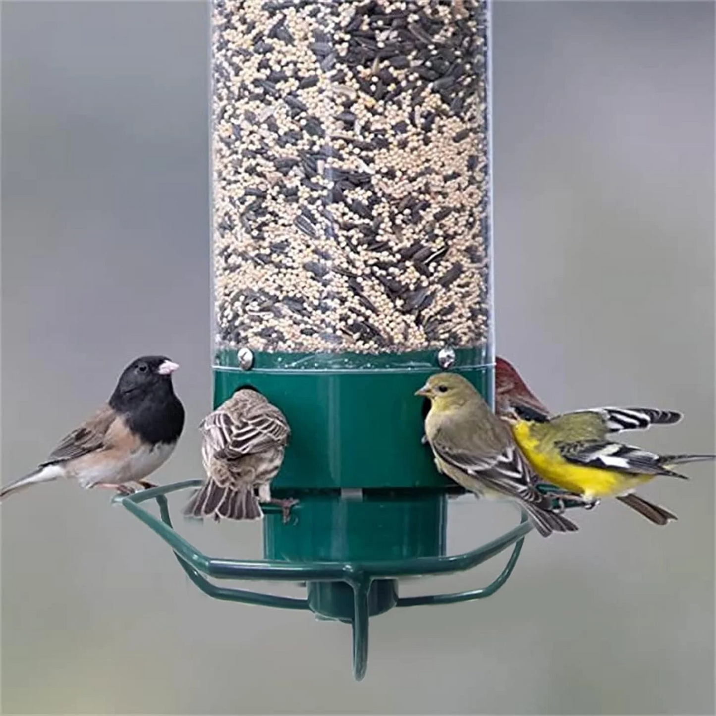 Bird Feeder Designed to Prevent Squirrel Access