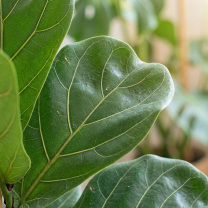 Ficus Lyrata kopen Vioolbladplant 80 cm met Pot Eyecatcher