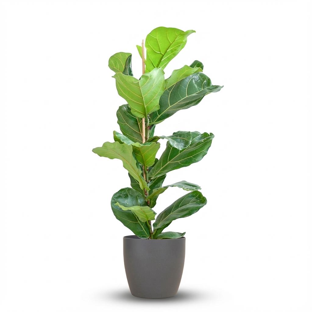 Ficus Lyrata kopen Vioolbladplant 80 cm met Pot Eyecatcher