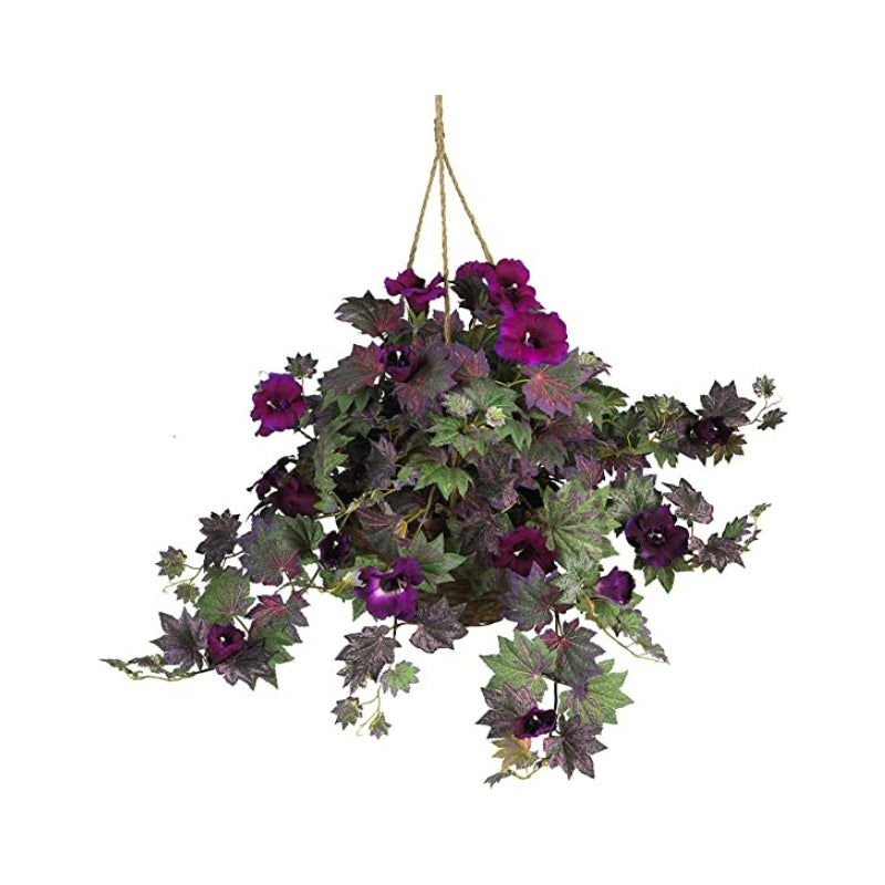 Morning Glory Hanging Basket Plant
